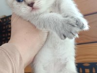 British Shorthair Yavrular Sahiplendirilecektir