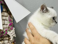 Safkan British Shorthair Bebekler