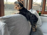 Dişi Erkek Yorkshire Terrier