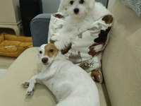8 Aylık Orjinal Dişi Maltese Terrier