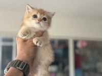 Ankaranın en elit golden british shorthair yavrusu