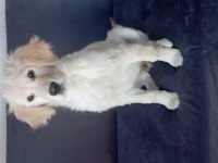 Golden Retriever Racky