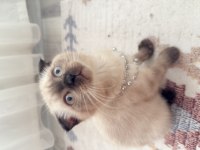 OYUNCU YAVRU KEDİLER