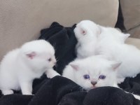 Beyaz Yavru scottish fold