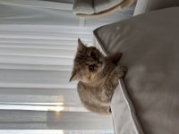 3 Aylık Dişi British shorthair