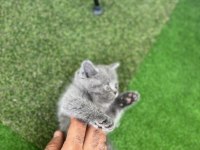 1.5 aylık eğitimli bebek british shorthair