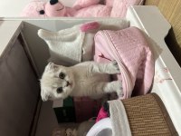 A kalite 2 aylık scottish fold yavrular