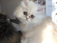 Yavru İran Kedisi (Persian)