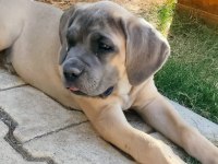 DEV DİŞİ ASLAN CANE CORSO
