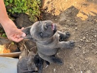 CANE CORSO YAVRULARI
