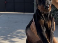 Doberman bebekler