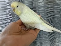 Muhabbet kuşu damızlık