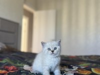 British Shorthair Sılver Yavrularım