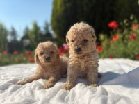 Eşsiz Güzellikte Maltipoo Yavrularımız