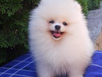 GERÇEK POMERANİAN BOO YAVRULARI ORJİNAL ANNE BABADAN
