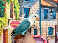 Cennet Papağanı Yavrumuz (Üst Mutasyon)