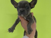 French bulldog köpekler