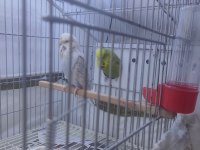 Sow Jumbo muhabbet kuşu