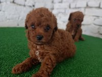 Toy Poodle Yavrularımız