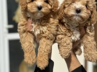 Ankarada ziyarete açık mini maltipoo yavrularımız