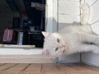 2,5 aylık british longhair