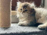 A kalite british longhair yavrularımız