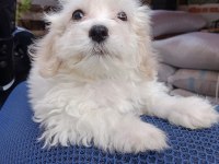 Erkek maltipoo