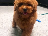 Toy Poodle Köpeğim
