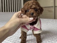 Toy Poodle Safkan Köpeğimiz