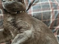 1 yaş, kısır erkek russian blue kedimiz