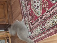 Dişi kedime eş arıyorum