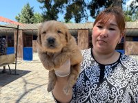 Golden retriever yavrularımız ruhsatlı çiftliğinden