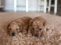 Maltipoo yavrular