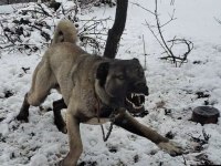 DEĞERİNİ VERENE ORJİNAL KANGAL