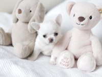BİRBİRİNDEN GÜZEL TEACUP CHİHUAHUA YAVRULARIMIZ