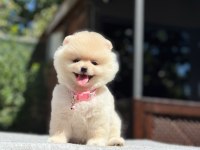 SAĞLIK VE IRK GARANTİLİ POMERANİAN KÖPEKLER