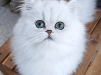 İran chinchilla safkan