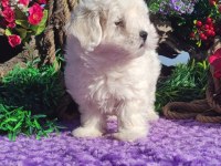 Maltese terrier yavrularımız ırk garantilidir