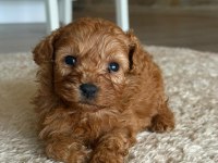 Poodle yavrularımız