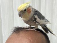 Erkek evcil sultan papağanı