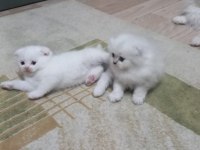 Kedimiz Yeni yuvasını arıyor