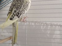 Çok Sağlıklı Pearl Sultan Papağanı