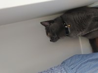 Aşıları tam british shorthair