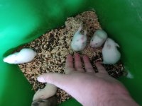 Çok Şirin Tatlı Minik Hamsterler