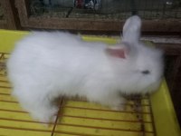 1 Aylık Orjinal Angora (Akara) Tavşan Yavruları