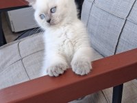 2 AYLIK BRİTİSH BLUE POİNT SAHİPLENDİRİLECEKTİR