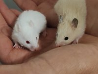 Suriye HAMSTER YAVRULAR