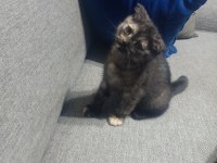 2 Adet 2 Aylık Dişi Scottish Fold Yavrular