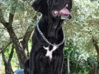 şecere belgeli ırk ve sağlık garantili cane corso yavrular