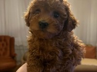 Ev doğumlu baba teacup Kore, toy Poodle anneden yavrular